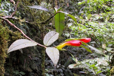 Braulio Carrillo National Park, Costa Rica 2013